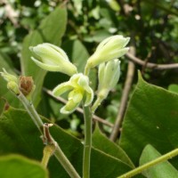 <i>Rhynchosia hirta</i>  (Andrews) Meikle & Verdc.